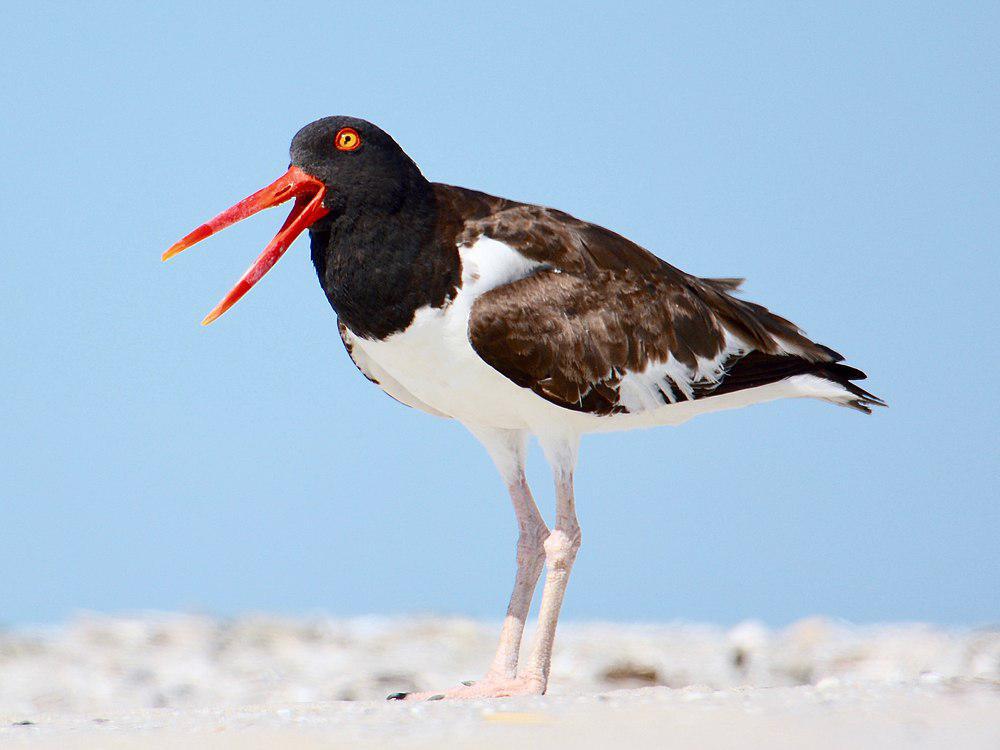 美洲蛎鹬 / American Oystercatcher / Haematopus palliatus