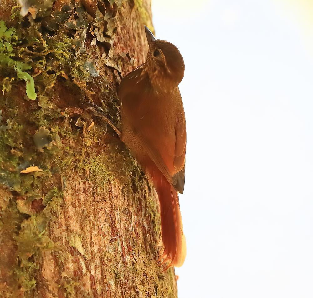 楔嘴䴕雀 / Wedge-billed Woodcreeper / Glyphorynchus spirurus