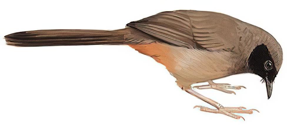 黑脸噪鹛 / Masked Laughingthrush / Pterorhinus perspicillatus