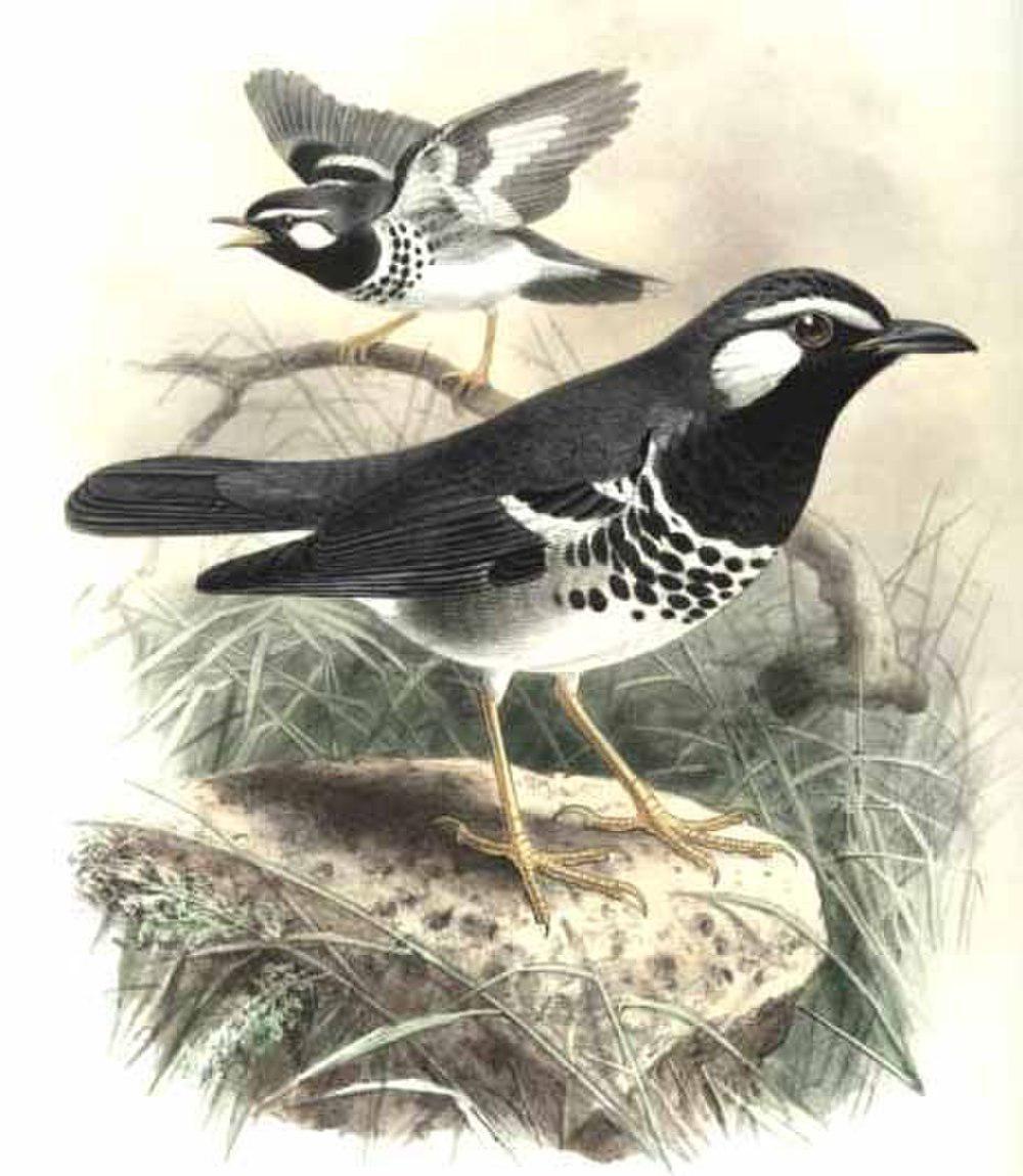 青背地鸫 / Slaty-backed Thrush / Geokichla schistacea