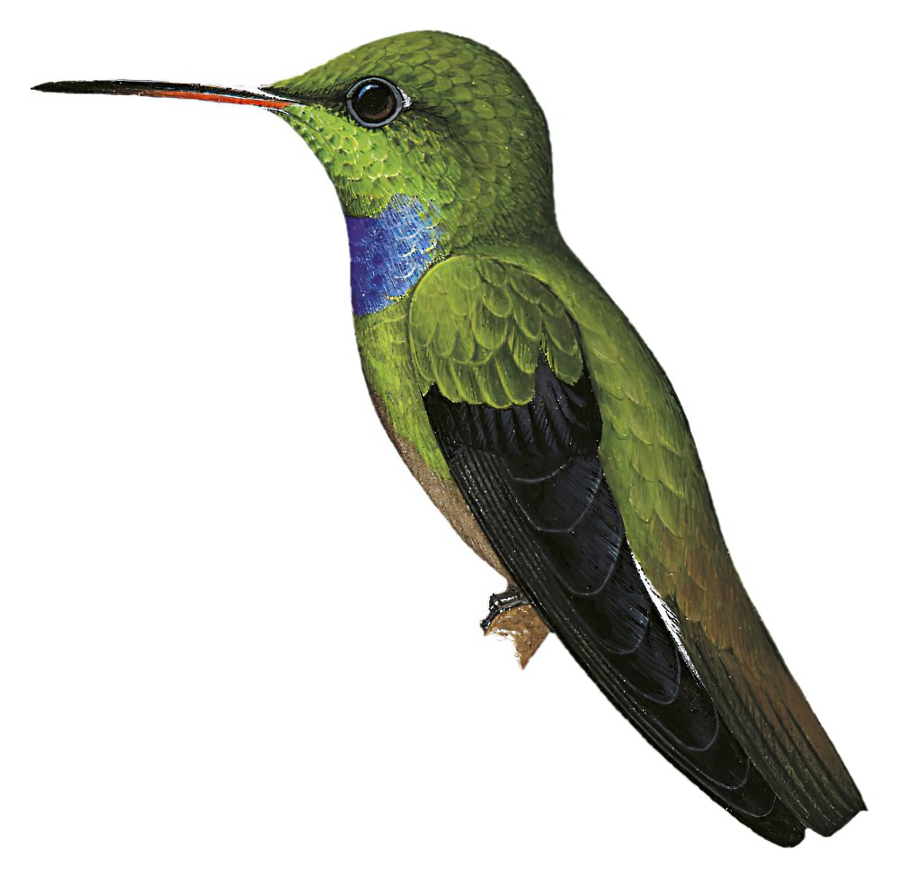 紫胸蜂鸟 / Purple-chested Hummingbird / Polyerata rosenbergi