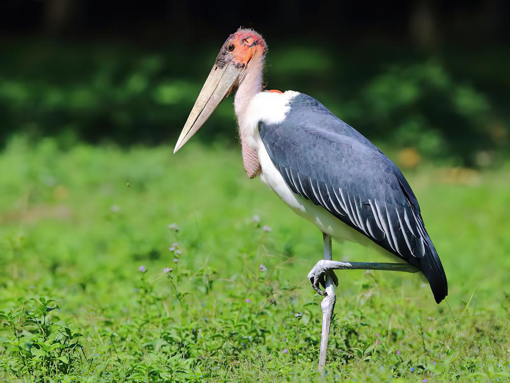 非洲秃鹳 / Marabou Stork / Leptoptilos crumenifer