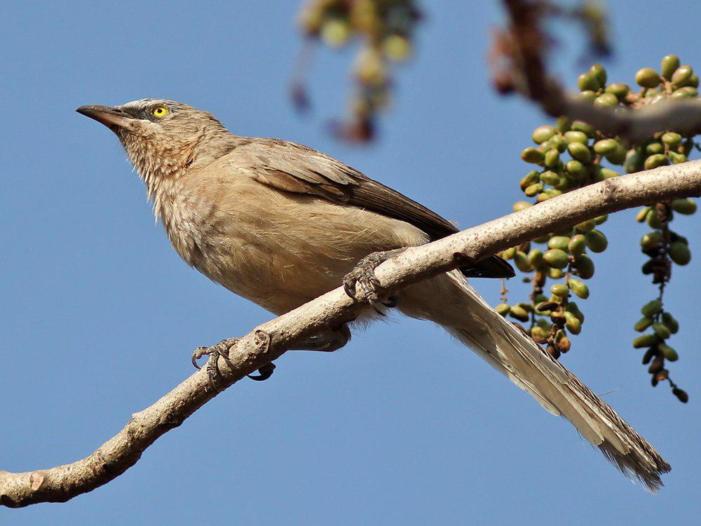 灰鸫鹛 / Large Grey Babbler / Argya malcolmi