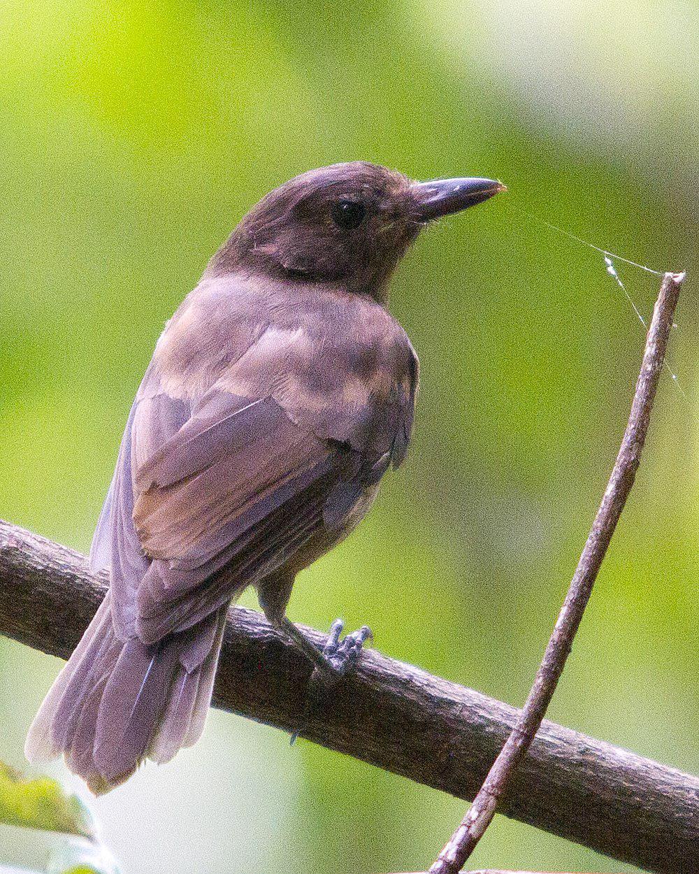 晨鵙鹟 / Morningbird / Pachycephala tenebrosa