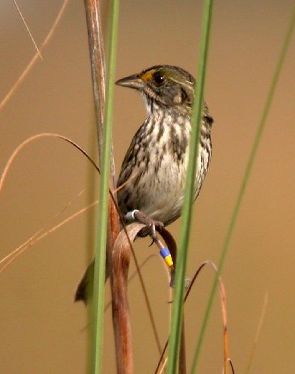 海滨沙鹀 / Seaside Sparrow / Ammospiza maritima