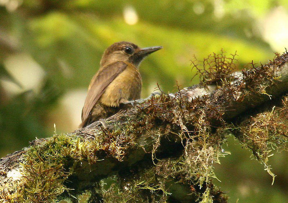 褐啄木鸟 / Smoky-brown Woodpecker / Leuconotopicus fumigatus