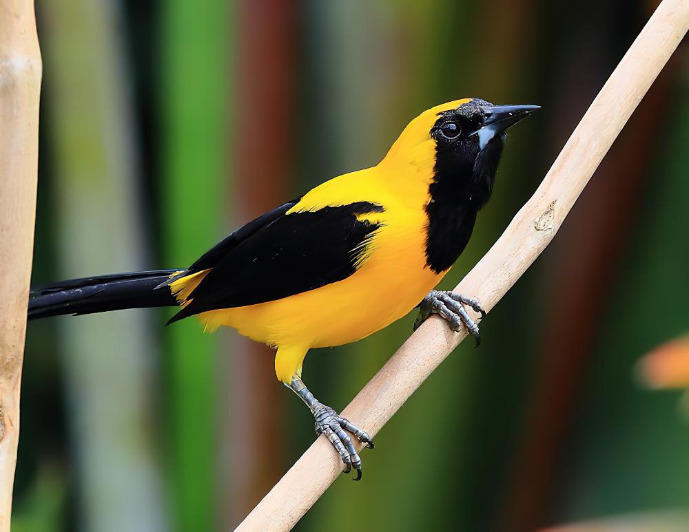 黄拟鹂 / Yellow Oriole / Icterus nigrogularis