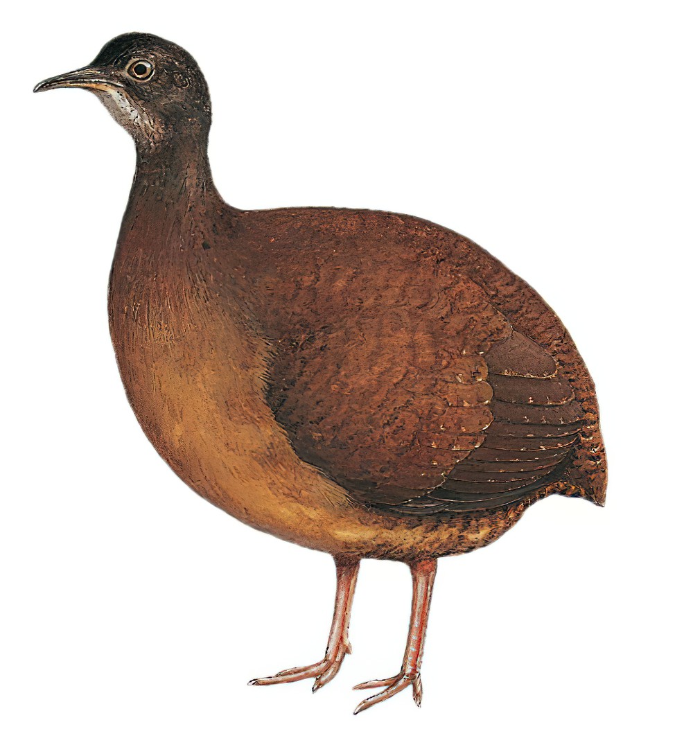 乔科穴䳍 / Choco Tinamou / Crypturellus kerriae