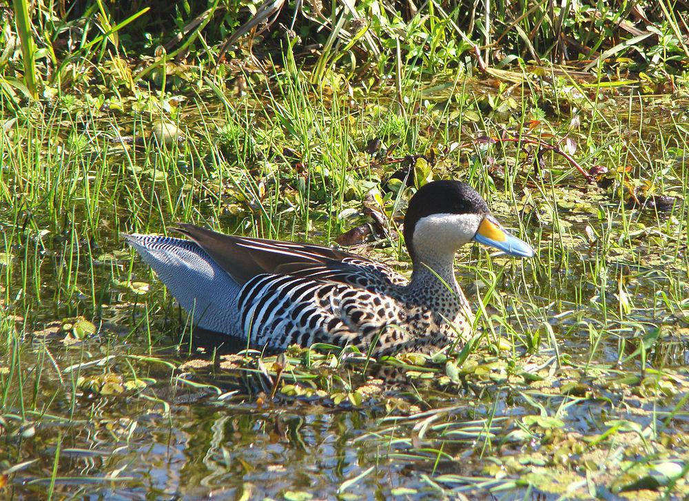 银鸭 / Silver Teal / Spatula versicolor