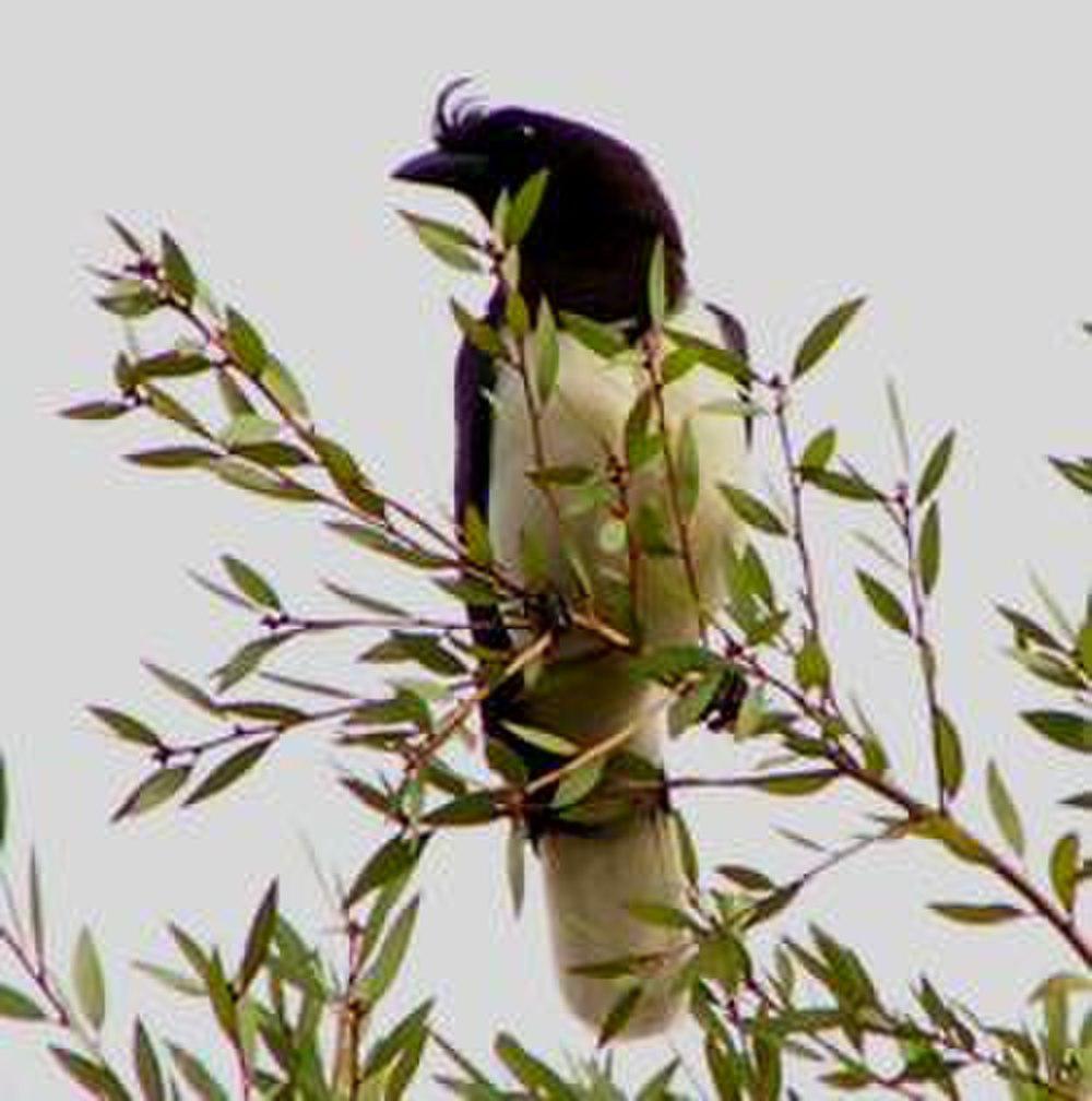 卷冠蓝鸦 / Curl-crested Jay / Cyanocorax cristatellus