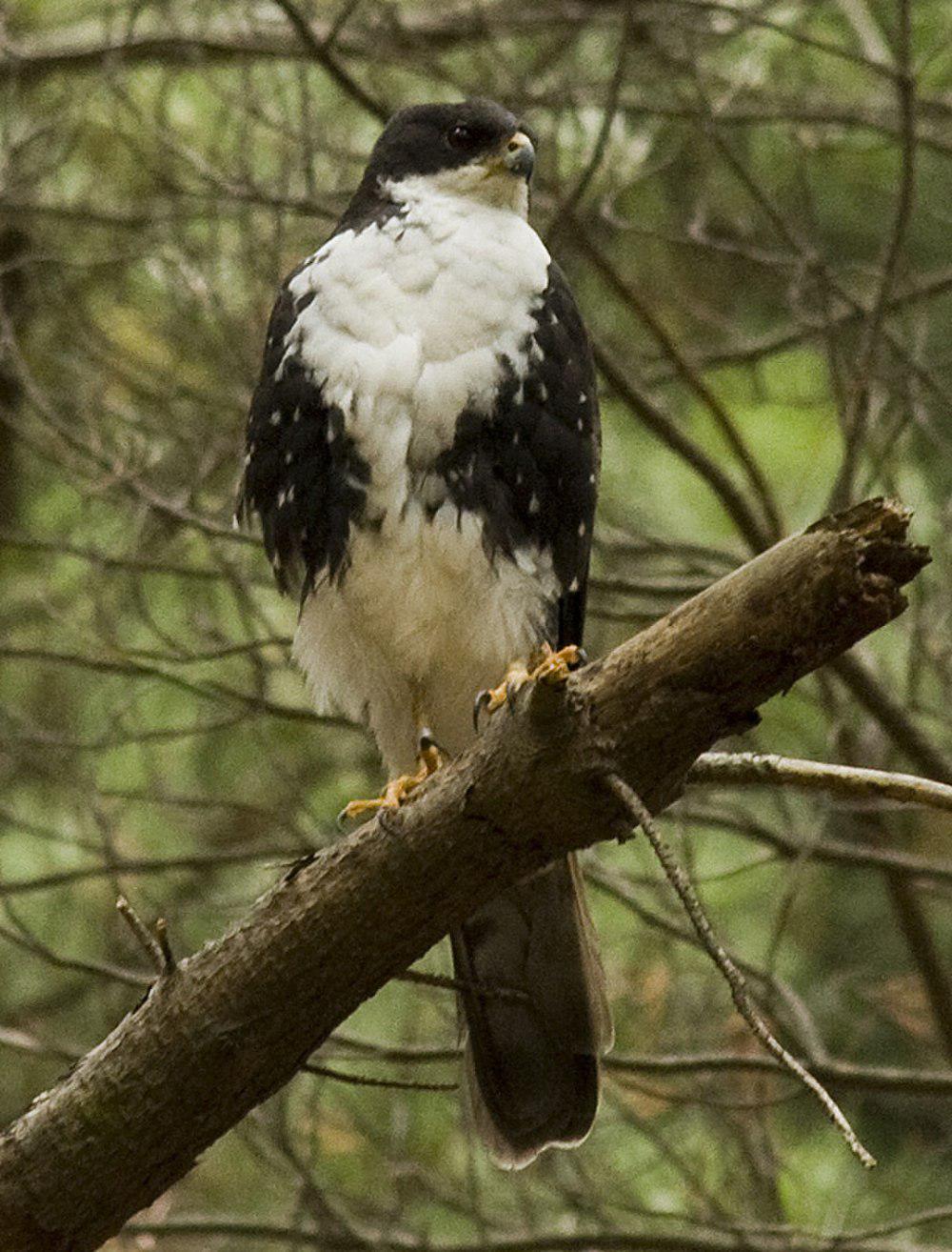 黑鹰 / Black Sparrowhawk / Accipiter melanoleucus