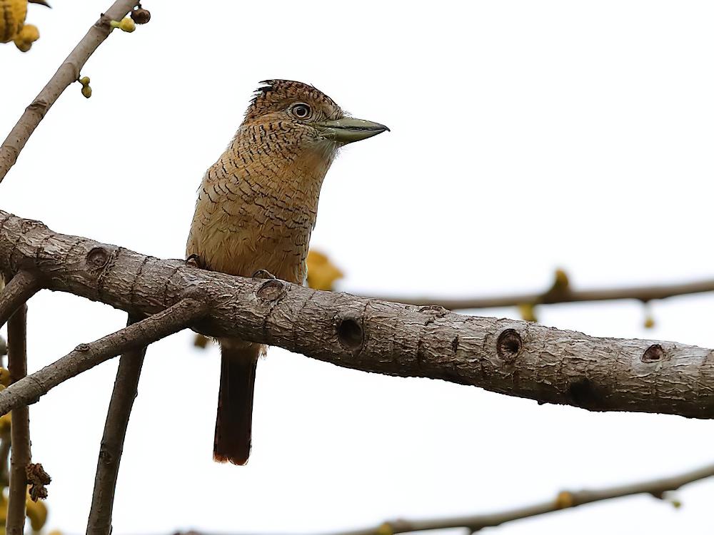 横斑蓬头䴕 / Barred Puffbird / Nystalus radiatus