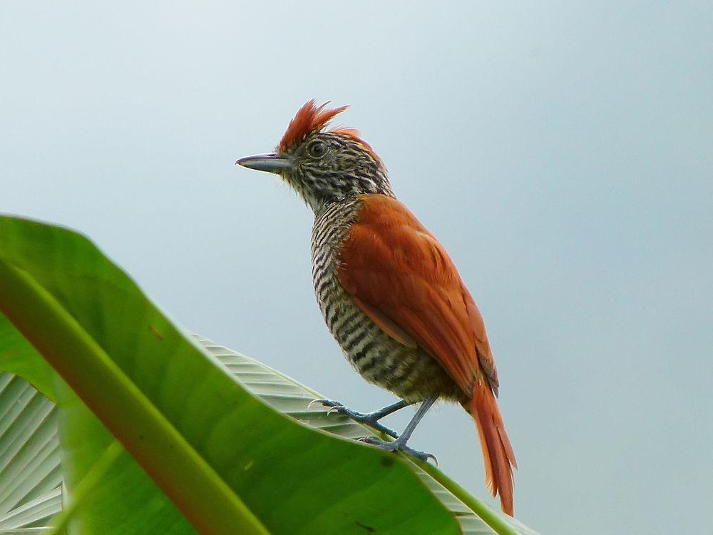 斑冠蚁鵙 / Bar-crested Antshrike / Thamnophilus multistriatus