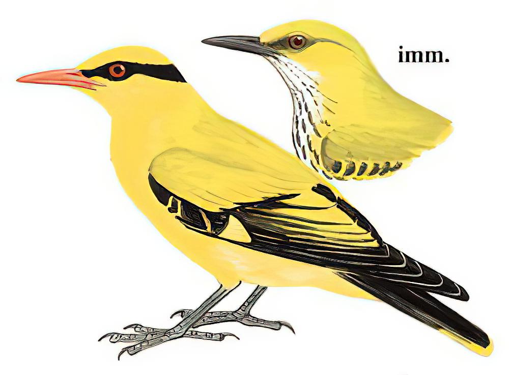 细嘴黄鹂 / Slender-billed Oriole / Oriolus tenuirostris