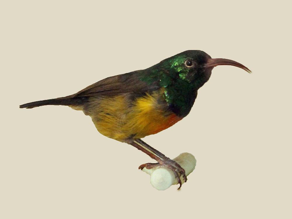 拉氏花蜜鸟 / Loveridge\'s Sunbird / Cinnyris loveridgei