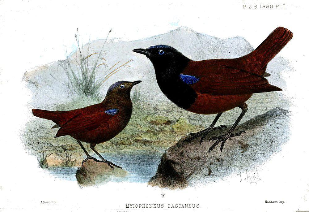 褐翅啸鸫 / Brown-winged Whistling Thrush / Myophonus castaneus