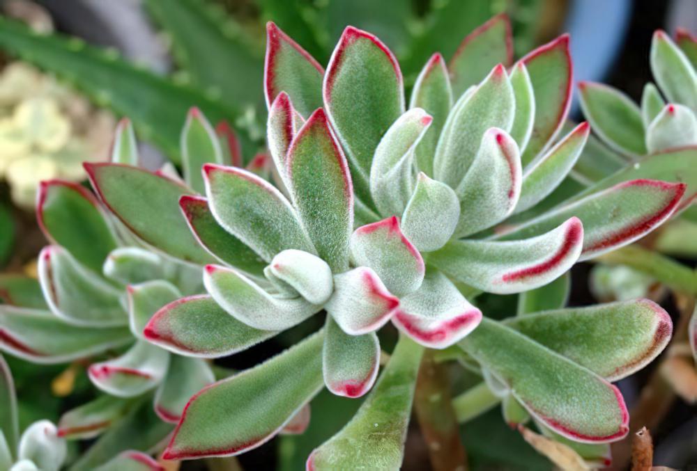 锦晃星Echeveria pulvinata