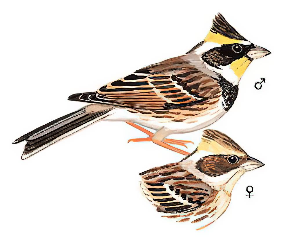 黄喉鹀 / Yellow-throated Bunting / Emberiza elegans