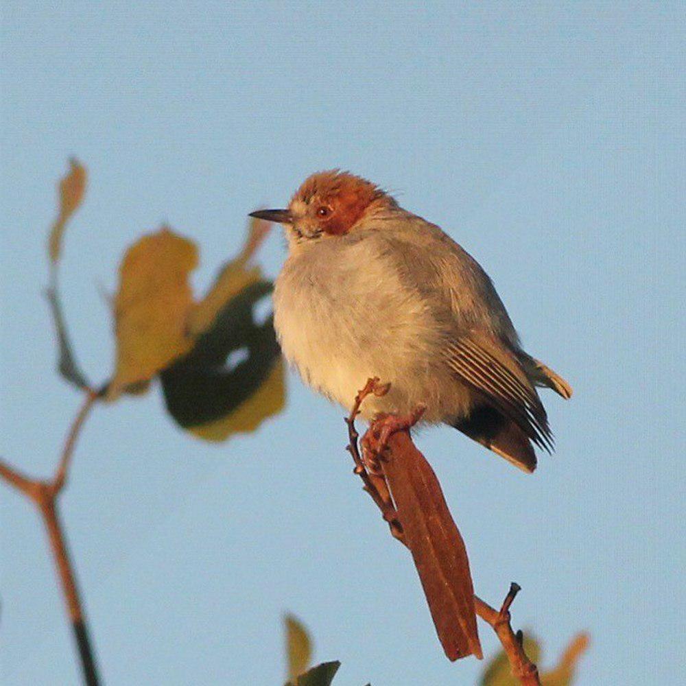 红顶森莺 / Red-capped Crombec / Sylvietta ruficapilla