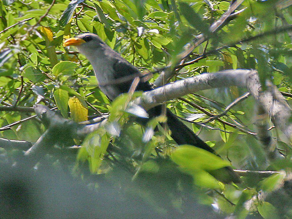 绿黄嘴鹃 / Green Malkoha / Ceuthmochares australis