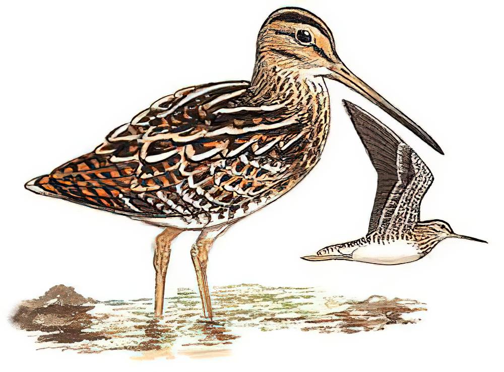 针尾沙锥 / Pin-tailed Snipe / Gallinago stenura