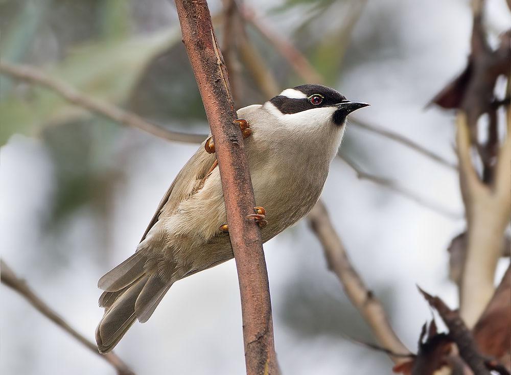 坚嘴抚蜜鸟 / Strong-billed Honeyeater / Melithreptus validirostris