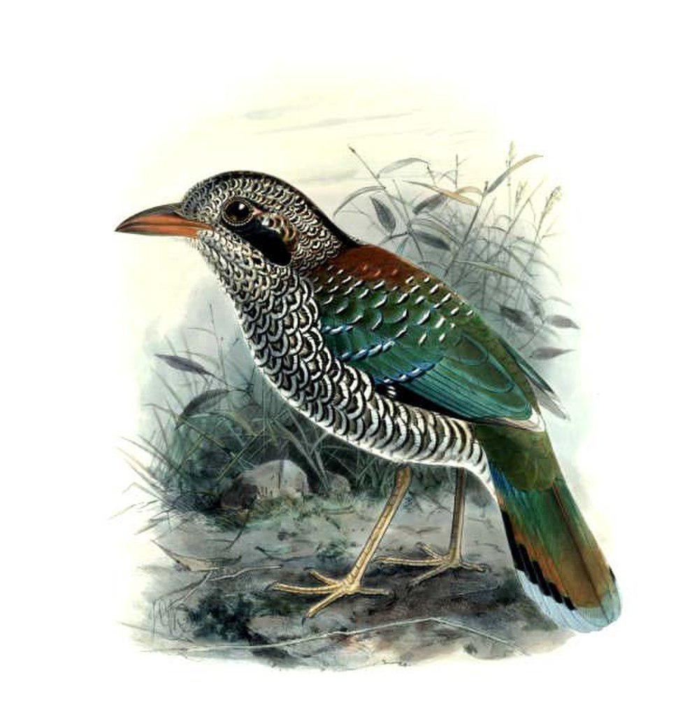 鳞斑地三宝鸟 / Scaly Ground Roller / Geobiastes squamiger