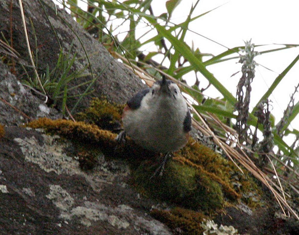 白颊䴓 / White-cheeked Nuthatch / Sitta leucopsis