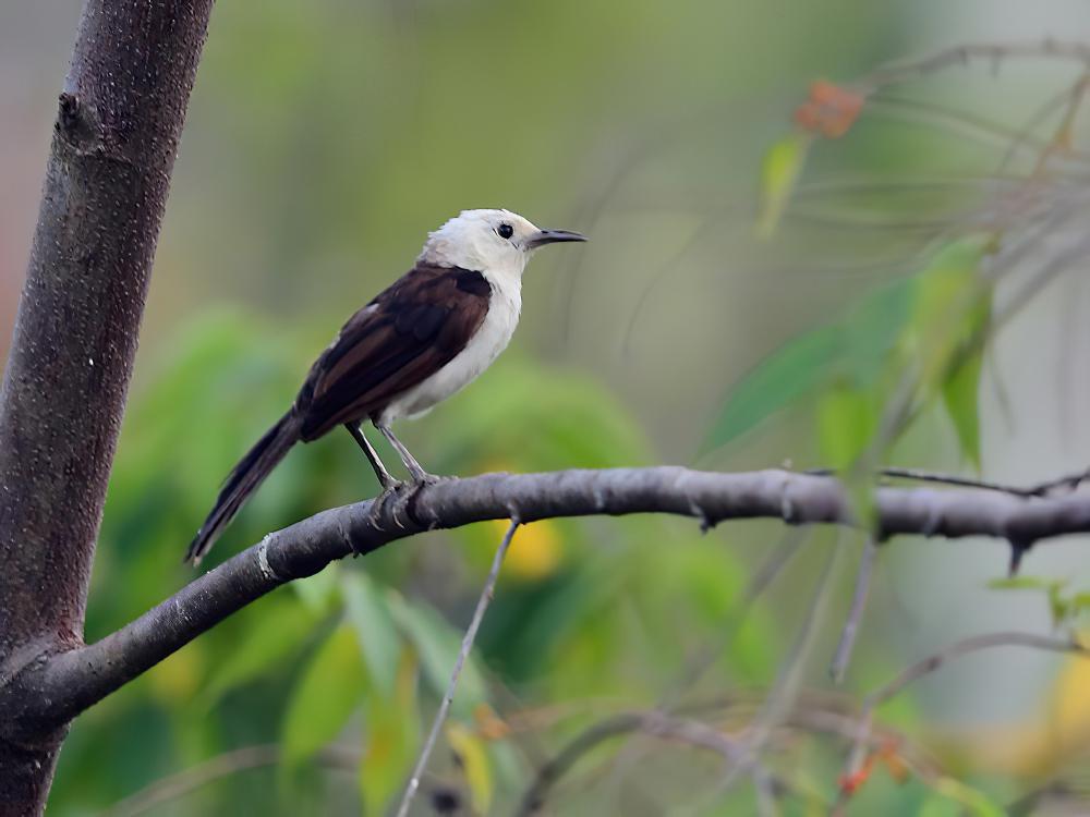 白头曲嘴鹪鹩 / White-headed Wren / Campylorhynchus albobrunneus