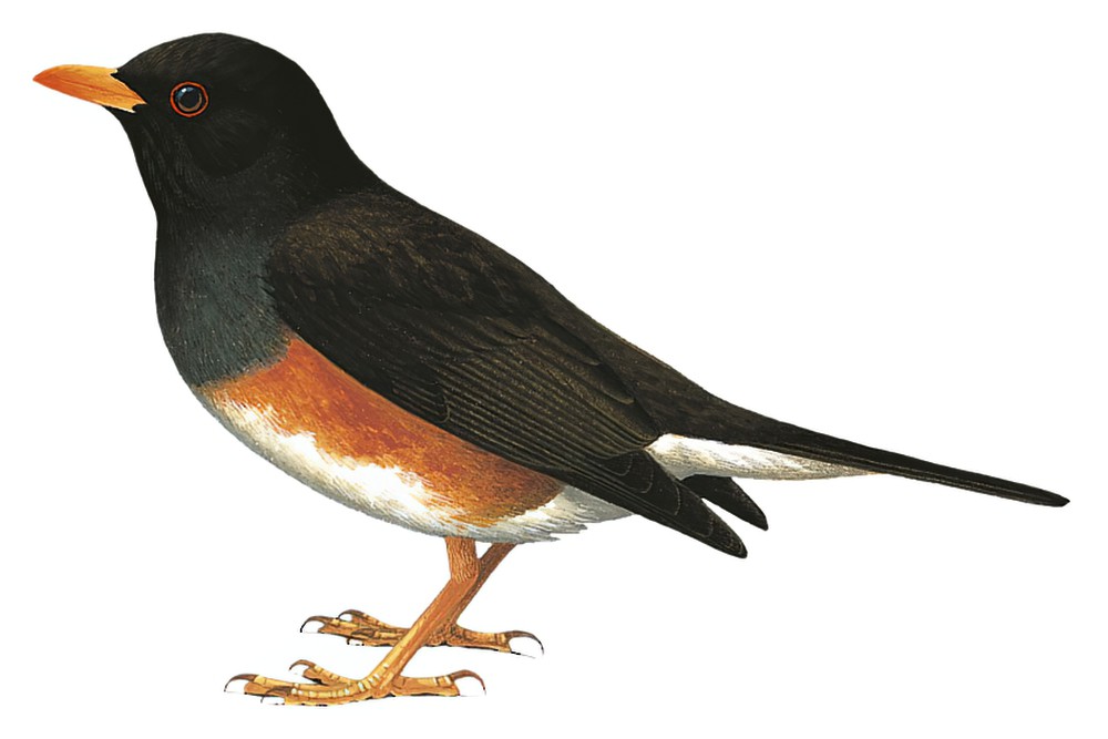 泰塔鸫 / Taita Thrush / Turdus helleri