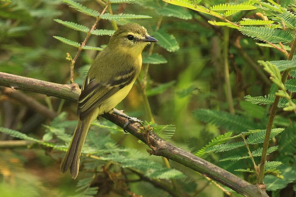 黄小霸鹟 / Yellow Tyrannulet / Capsiempis flaveola