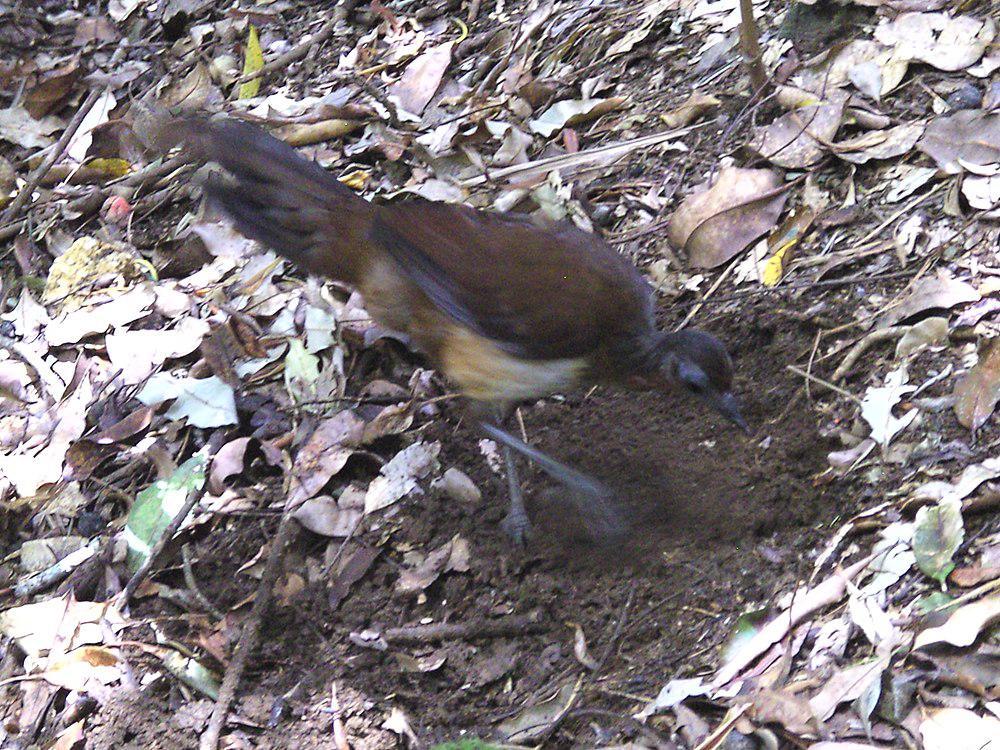 艾氏琴鸟 / Albert\'s Lyrebird / Menura alberti