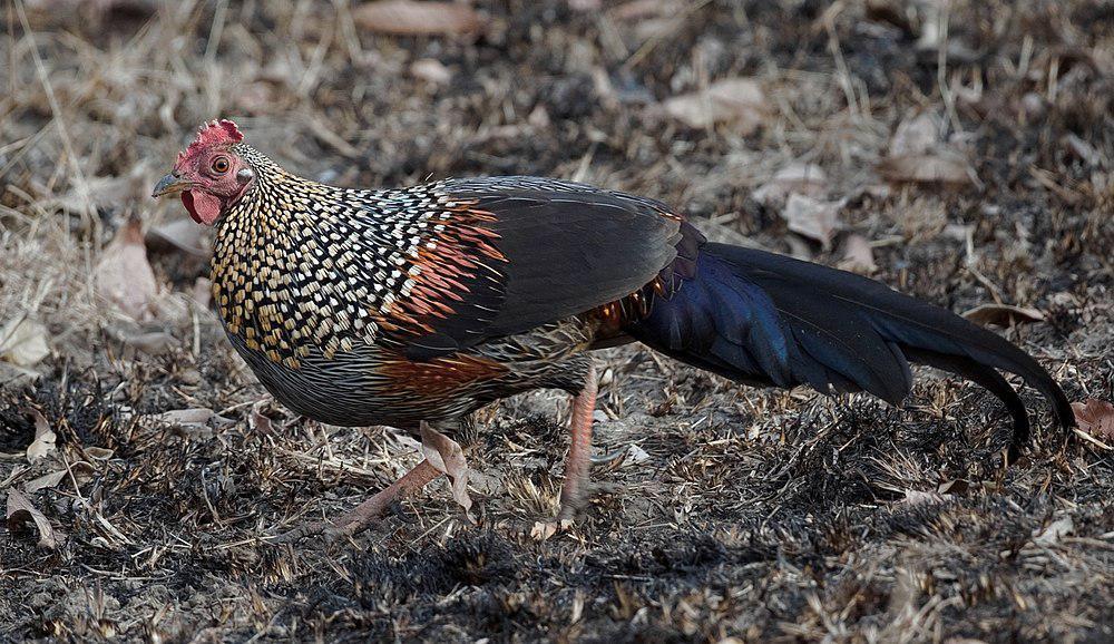 灰原鸡 / Grey Junglefowl / Gallus sonneratii