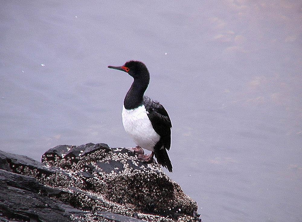 岩鸬鹚 / Rock Shag / Phalacrocorax magellanicus