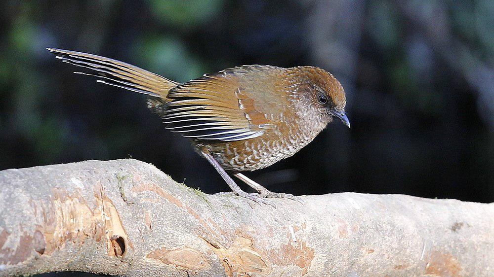 褐顶噪鹛 / Brown-capped Laughingthrush / Trochalopteron austeni