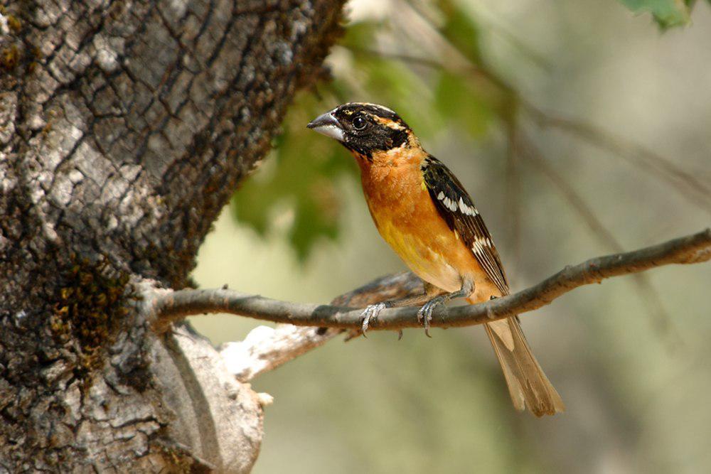 黑头白斑翅雀 / Black-headed Grosbeak / Pheucticus melanocephalus