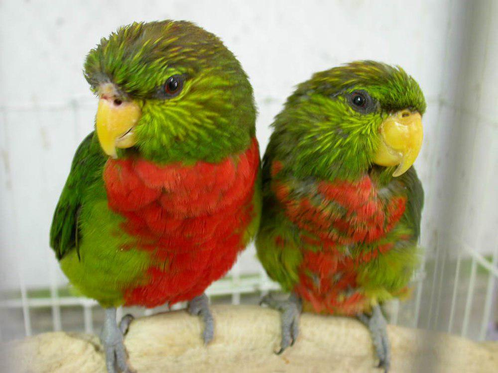 马氏鹦鹉 / Yellow-billed Lorikeet / Neopsittacus musschenbroekii