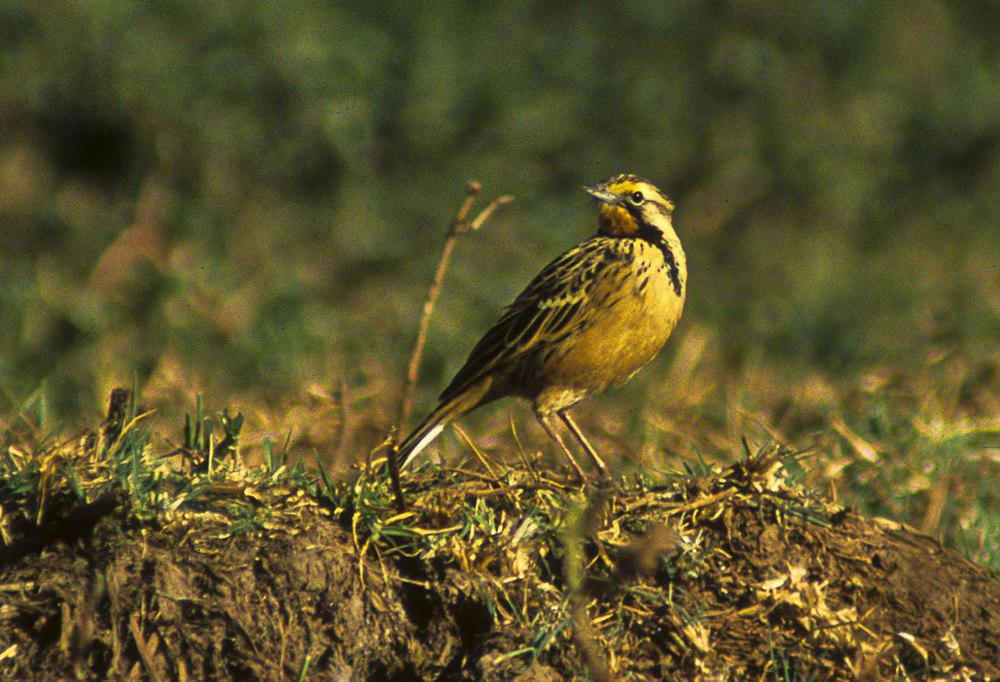 黄颈长爪鹡鸰 / Abyssinian Longclaw / Macronyx flavicollis