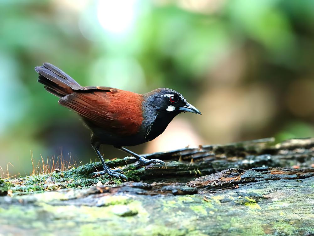 黑喉穗鹛 / Black-throated Babbler / Stachyris nigricollis