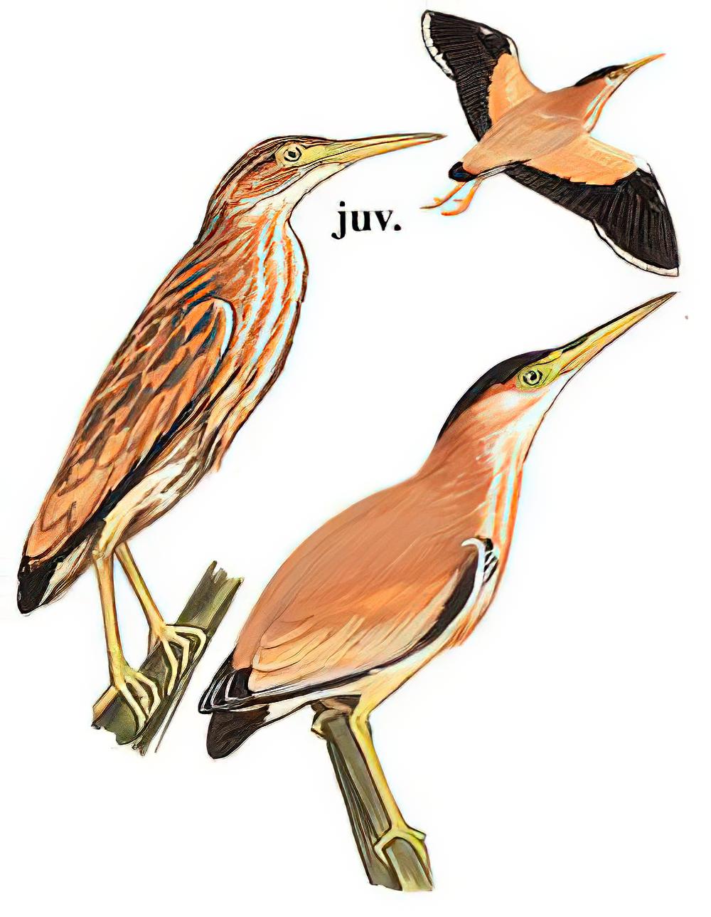 黄苇鳽 / Yellow Bittern / Ixobrychus sinensis