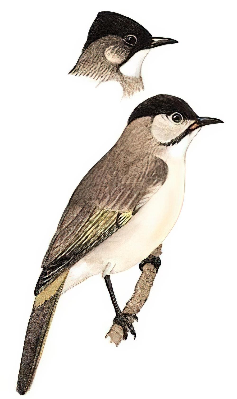 台湾鹎 / Styan\'s Bulbul / Pycnonotus taivanus