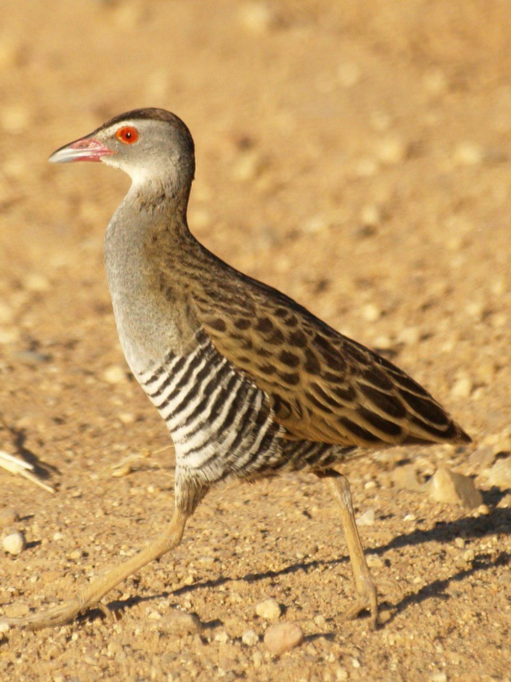 非洲秧鸡 / African Crake / Crecopsis egregia