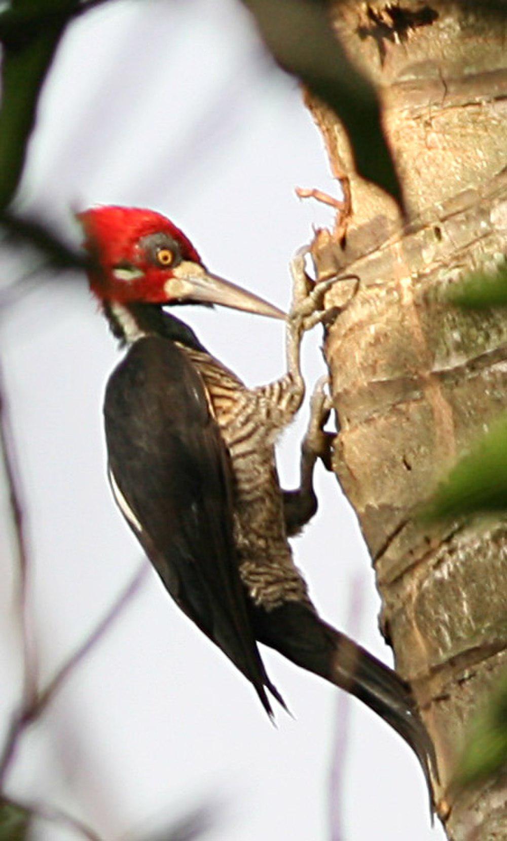 朱冠啄木鸟 / Crimson-crested Woodpecker / Campephilus melanoleucos