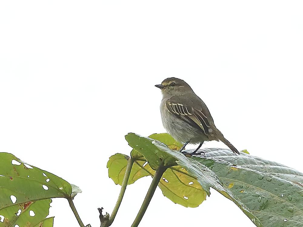 白喉姬霸鹟 / White-throated Tyrannulet / Mecocerculus leucophrys