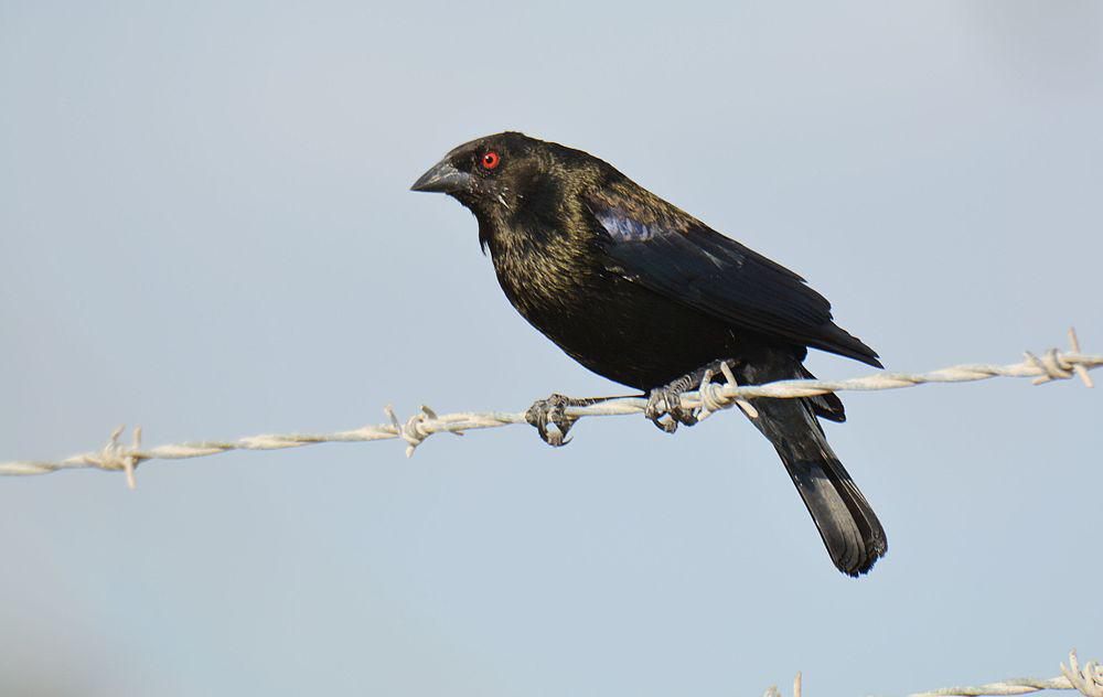 铜褐牛鹂 / Bronze-brown Cowbird / Molothrus armenti