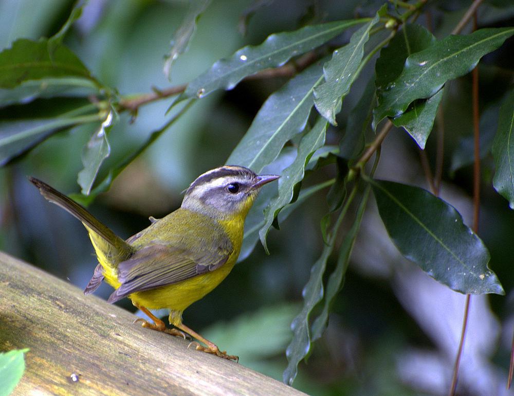 金冠王森莺 / Golden-crowned Warbler / Basileuterus culicivorus