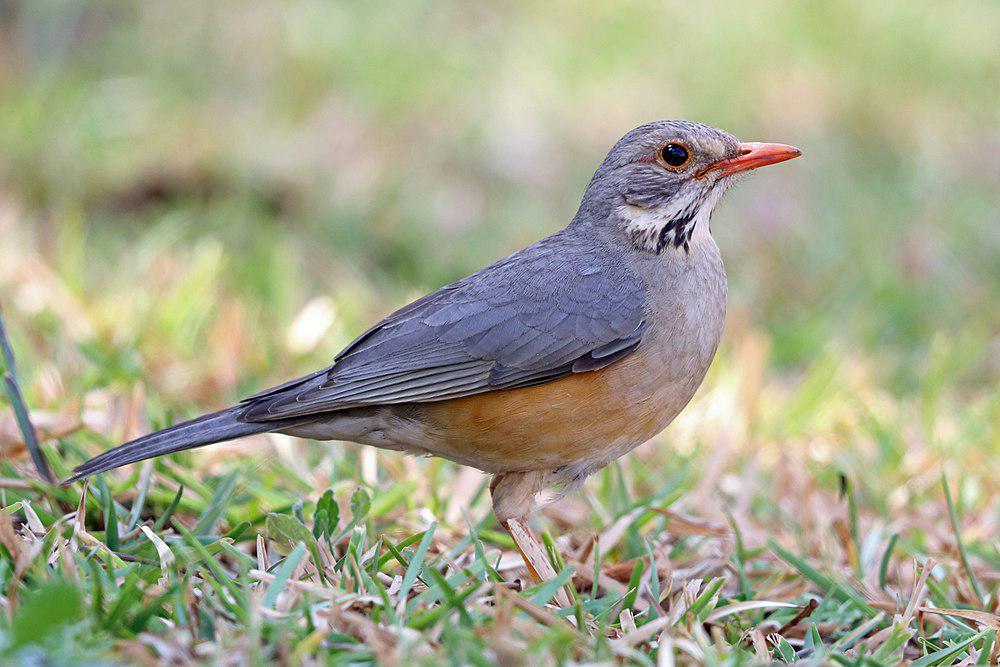 利邦鸫 / Kurrichane Thrush / Turdus libonyana