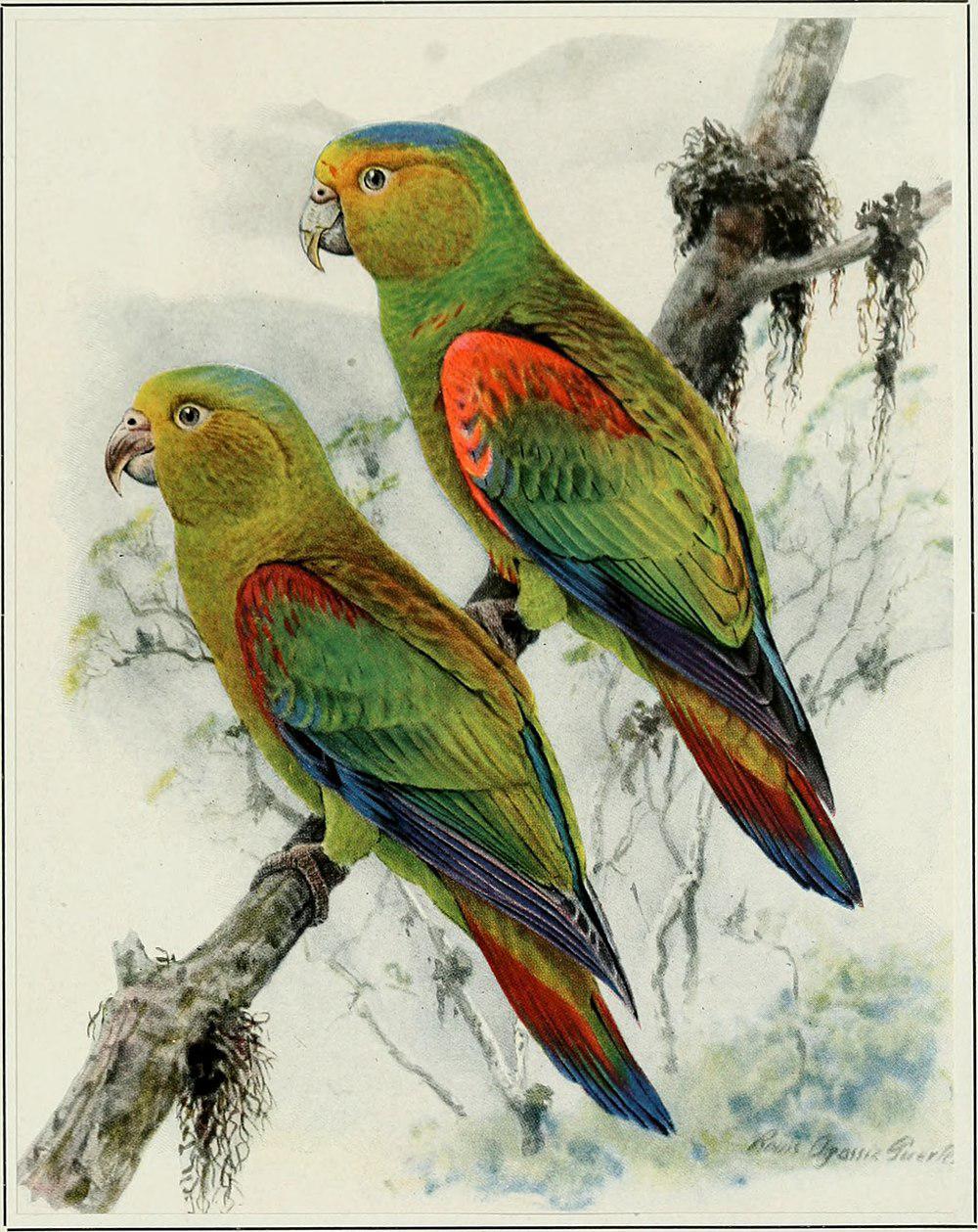 红肩鹦哥 / Fuertes\'s Parrot / Hapalopsittaca fuertesi