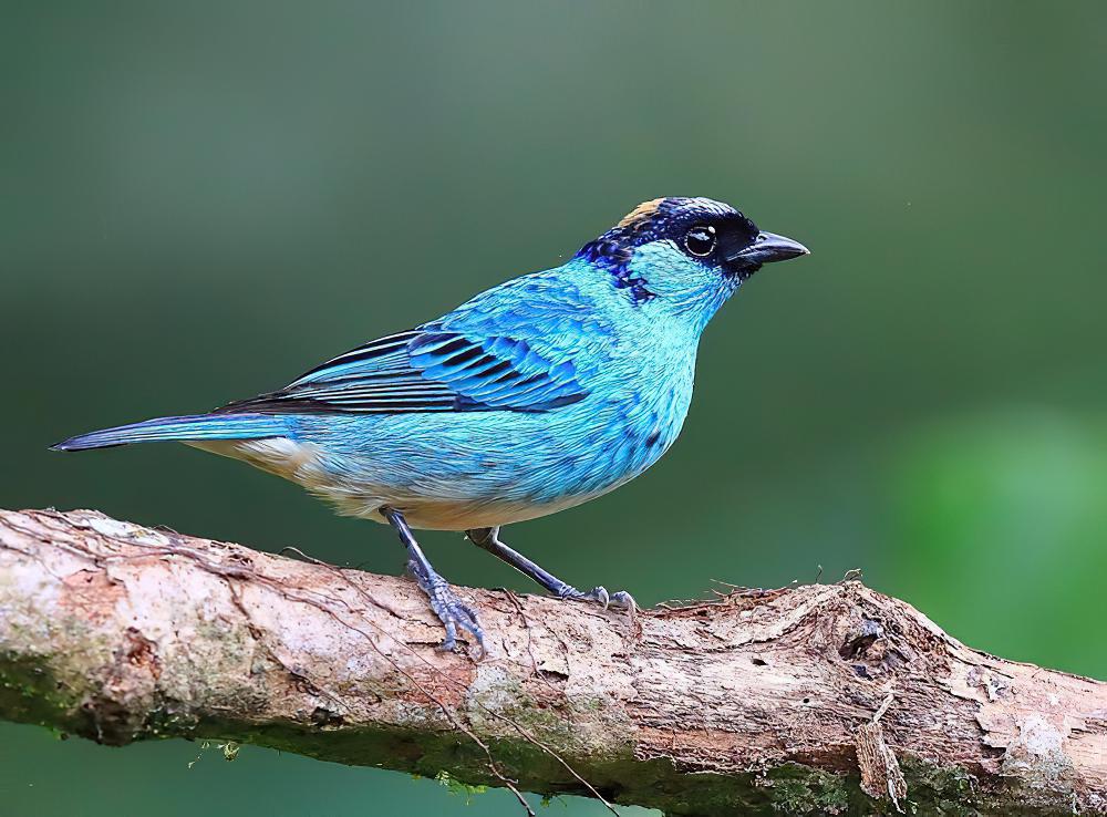 金颈唐加拉雀 / Golden-naped Tanager / Chalcothraupis ruficervix