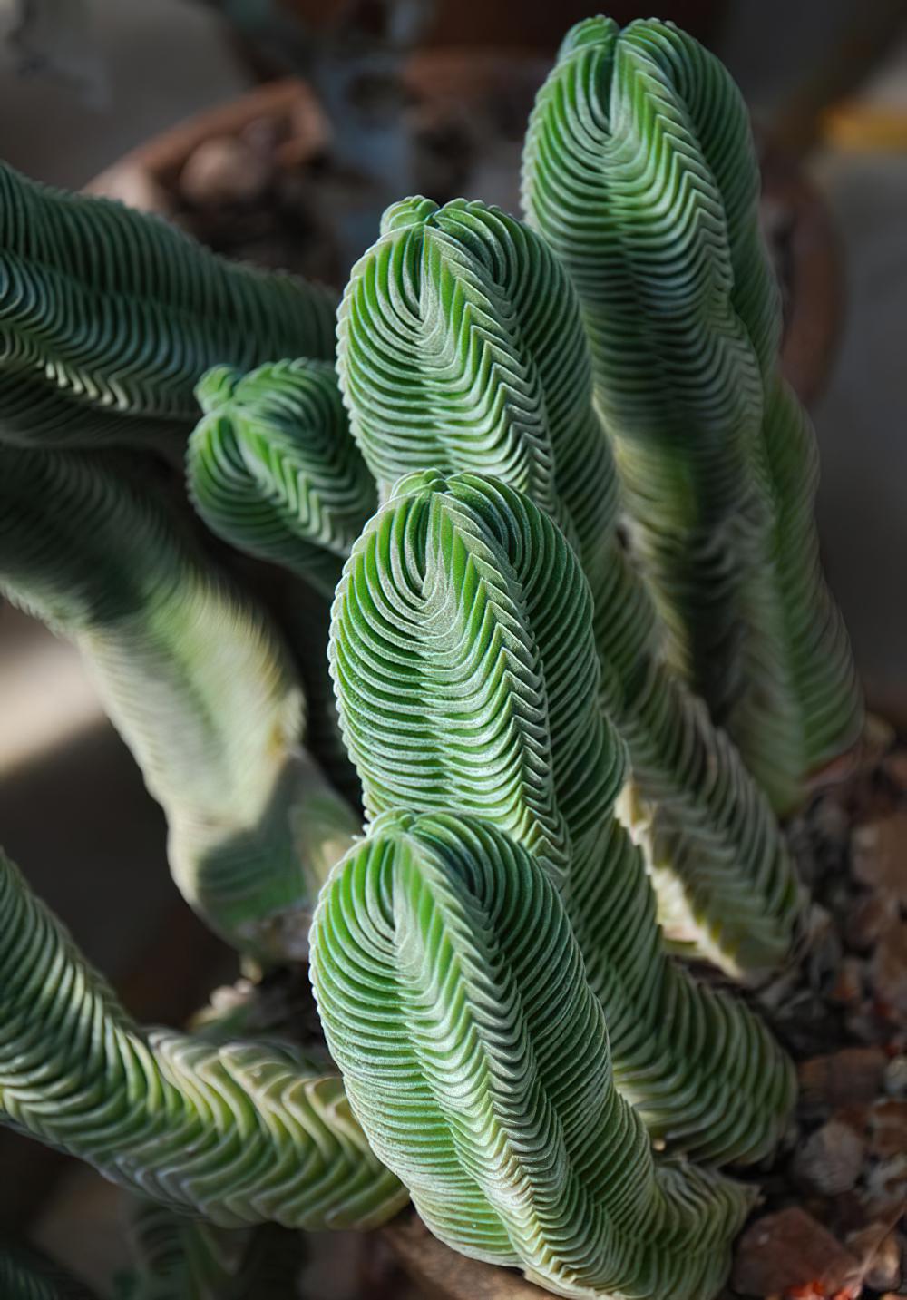 方塔 Crassula‘Buddha‘s temple‘